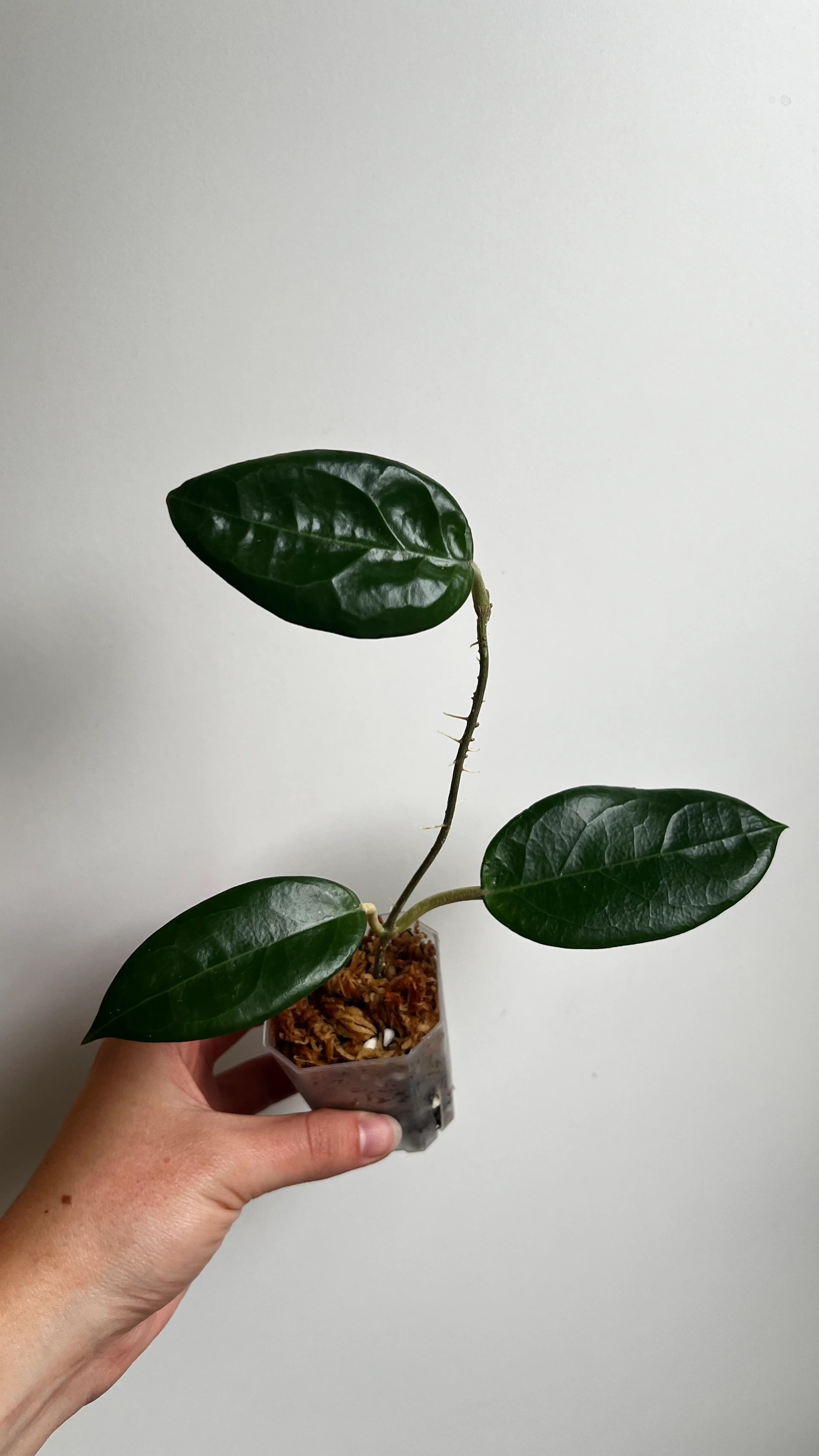Image 1 of 11