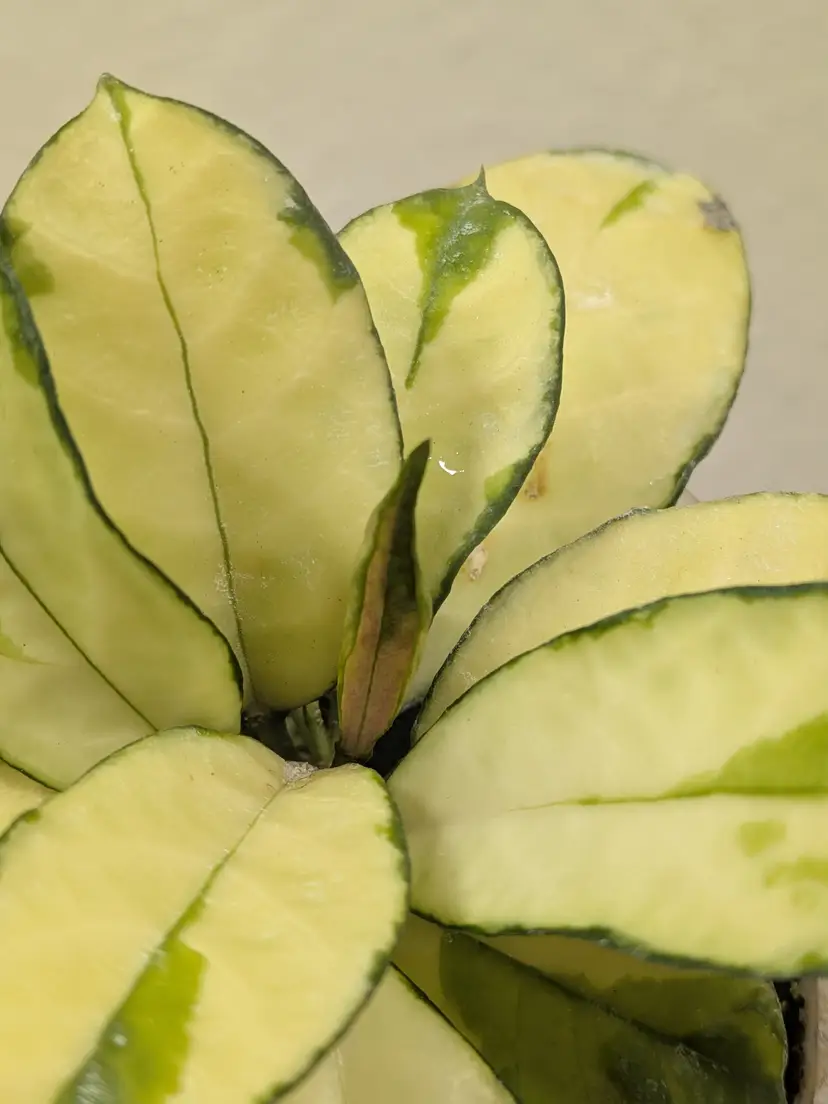 Hoya crassipetiolata variegated