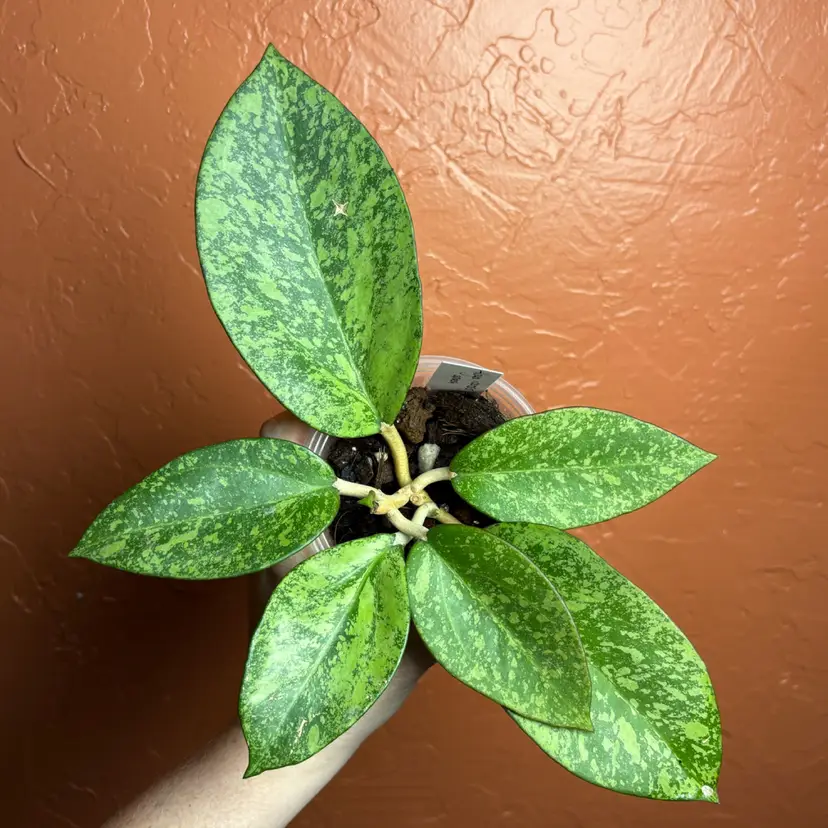 Hoya patcharawalai 023 (splash/silver)