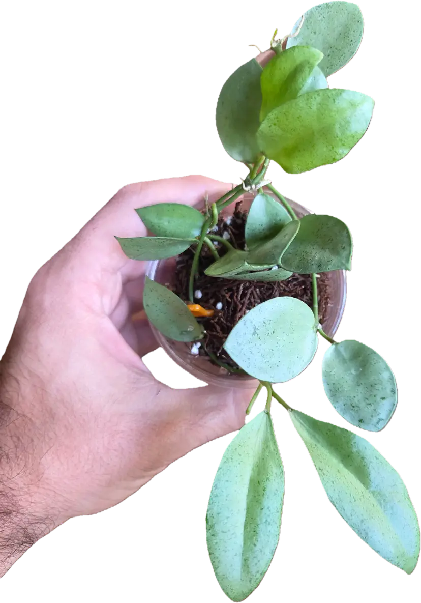 Hoya lacunosa Mint Coin