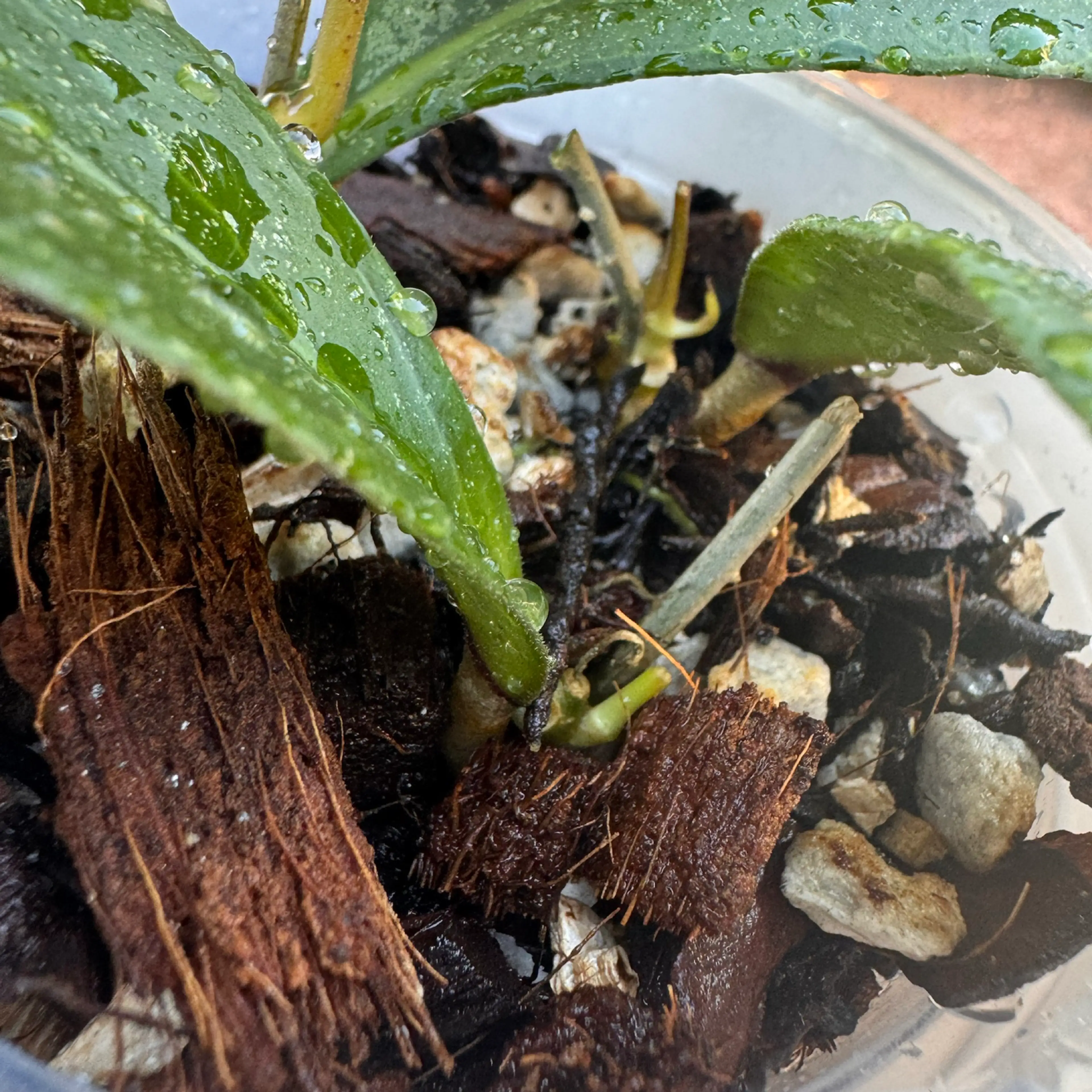 Image 2 of 2