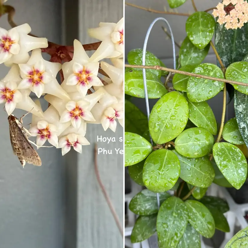 Hoya sp. Phu Yen x unk. (10 seeds)