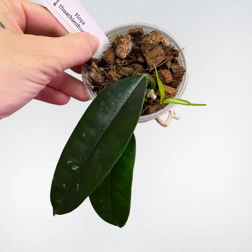 Hoya thuathienhuensis
