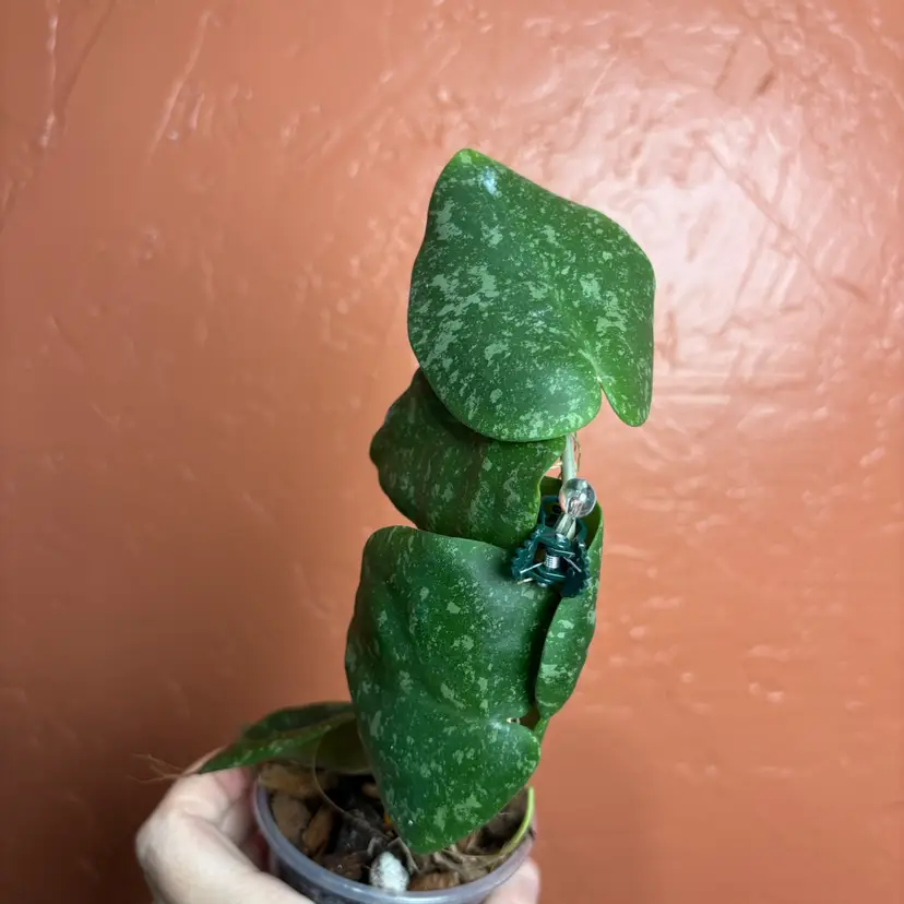 Hoya WRX103-100 (Kultida 11 x imbricata)