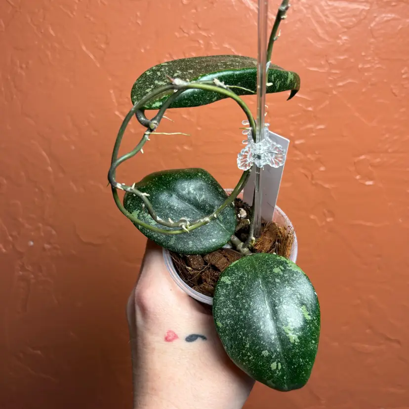 Hoya co xahn 002