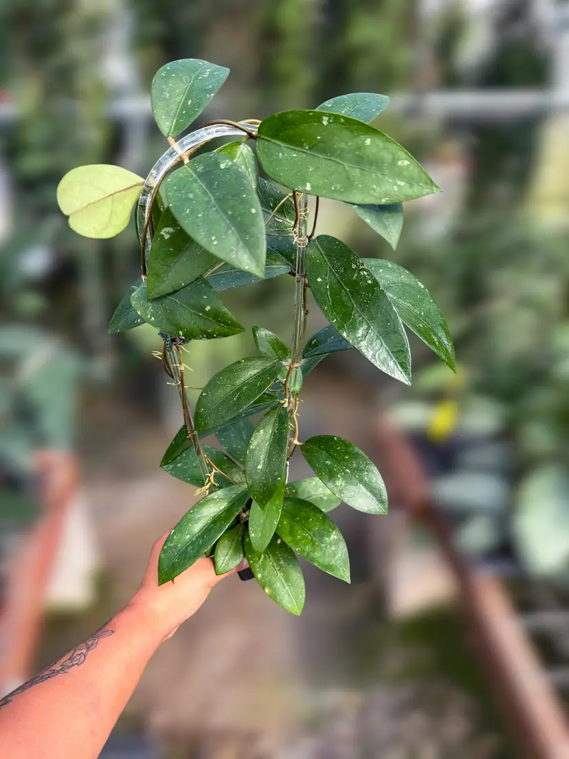 PS0099 - Hoya clemensiorum (OP)