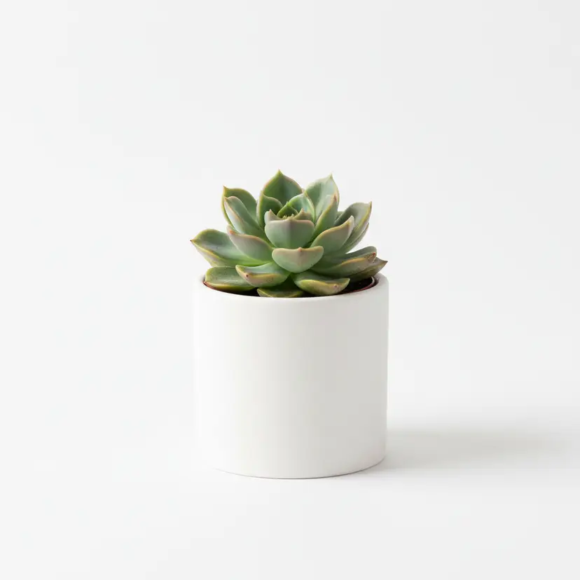 Small Potted Plant - Variants