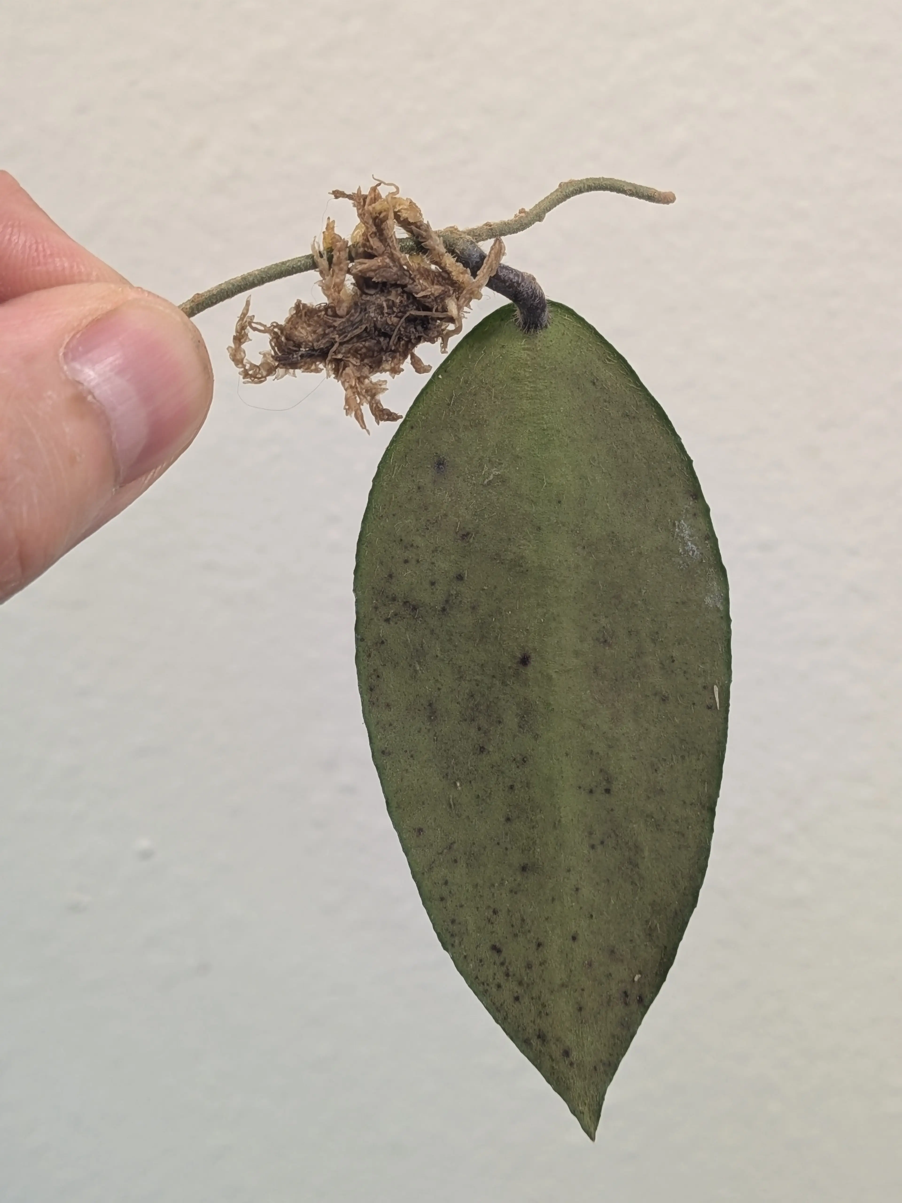 Image 2 of 2