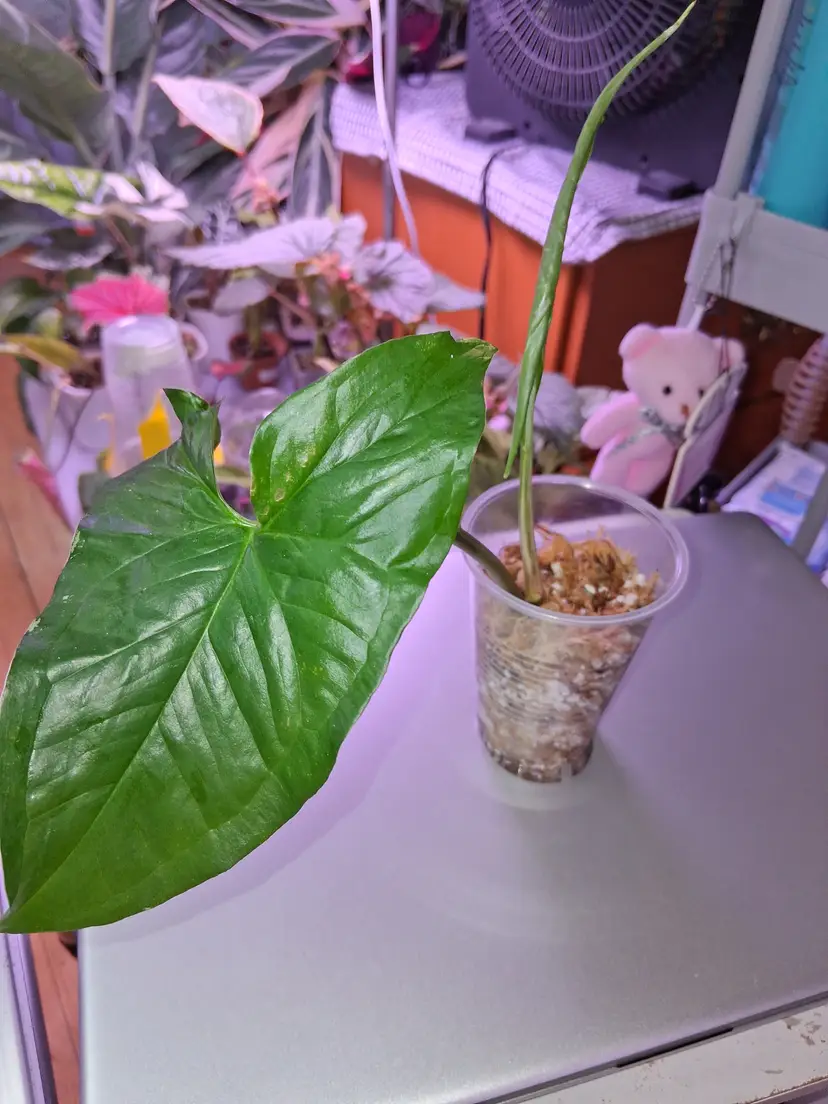 Syngonium Albo Cutting