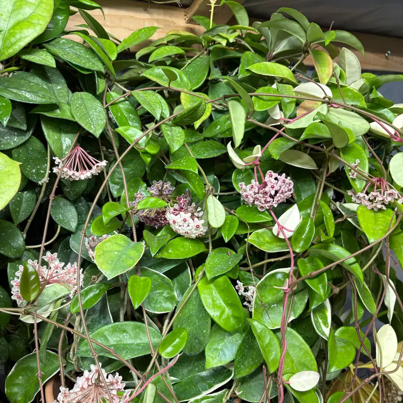 Carnosa collector cuttings box from the greenhouse