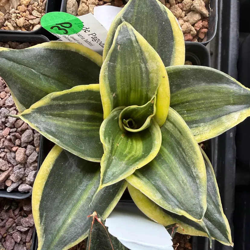 Sanseveria Jade Pagoda