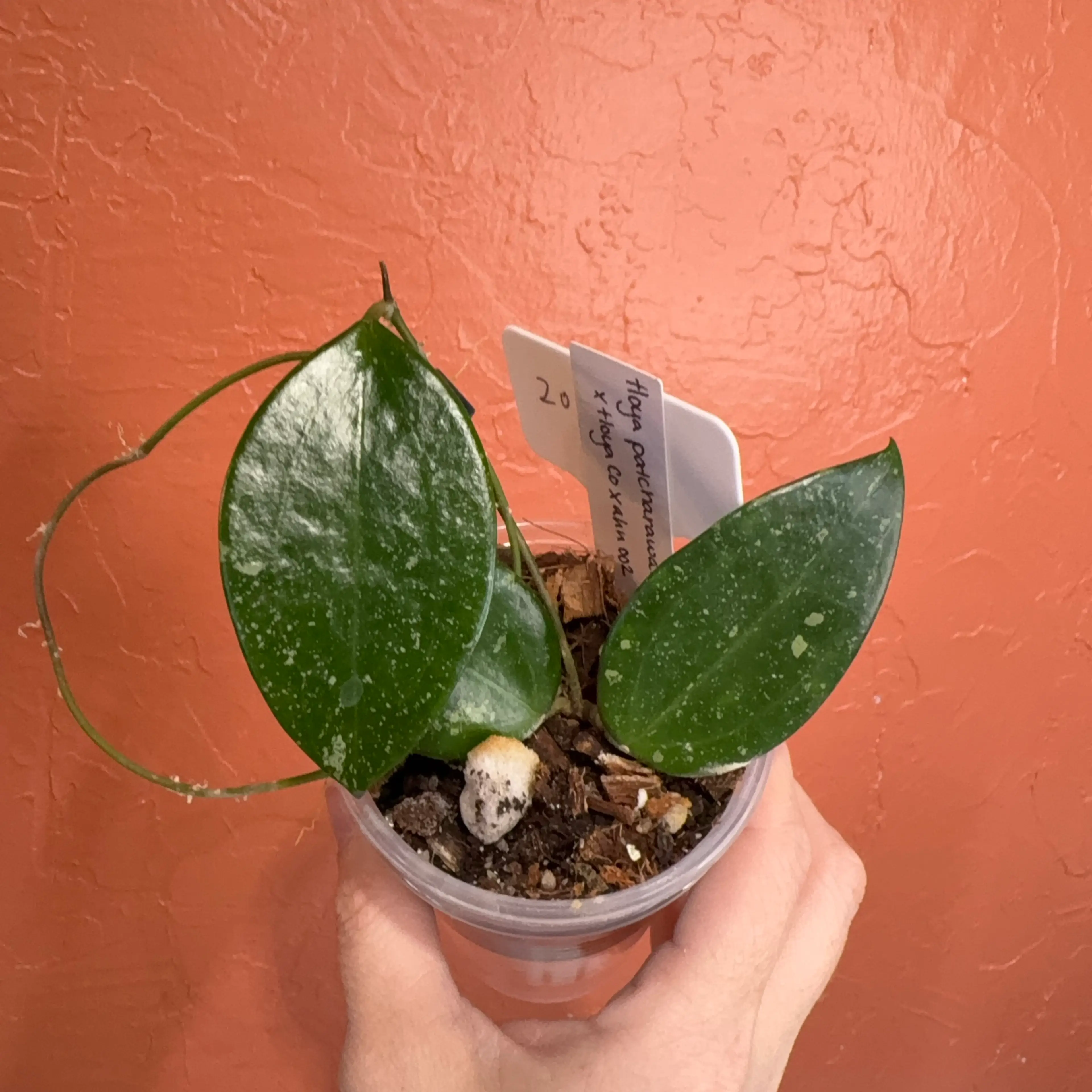 Overgrown Oasis · 2048 Hoya patcharawalai 023 x Hoya Co Xahn 002