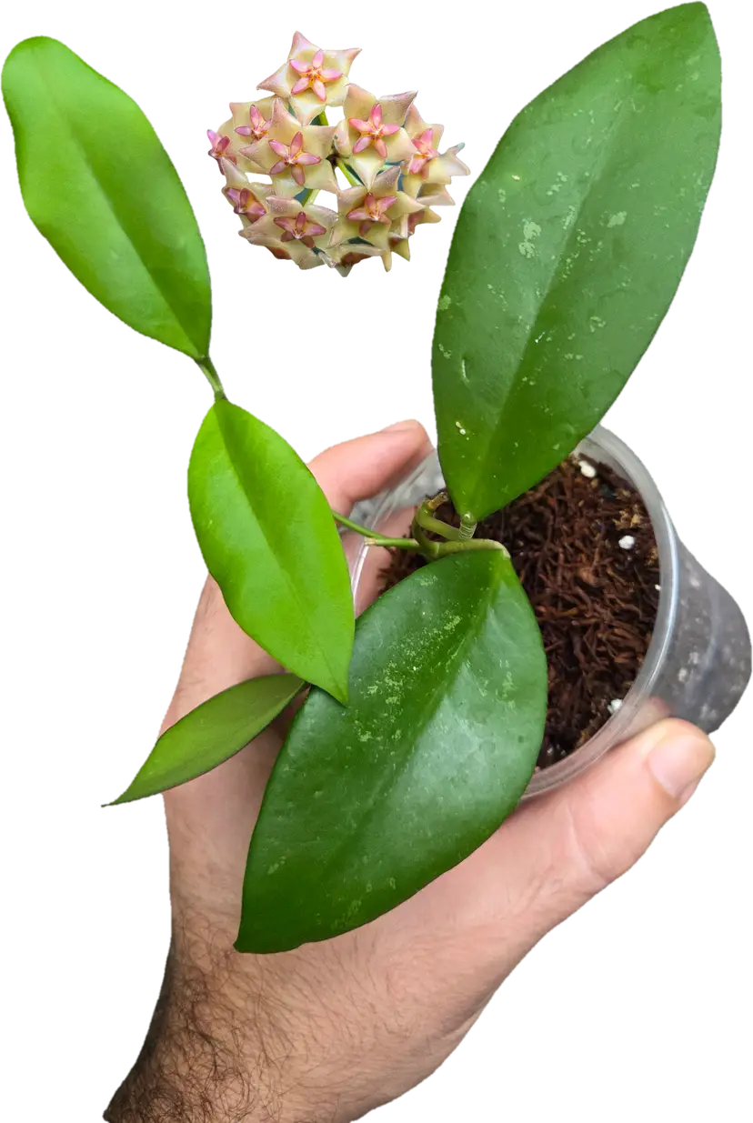 Hoya BL601 peninsularis x valmayoriana x david cummingii