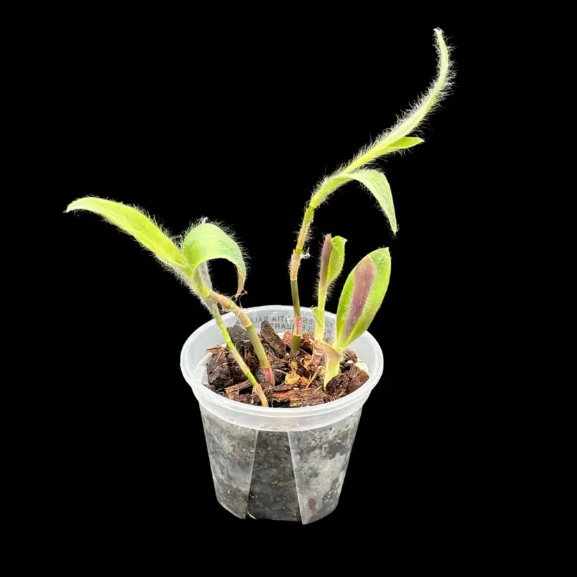 Tradescantia