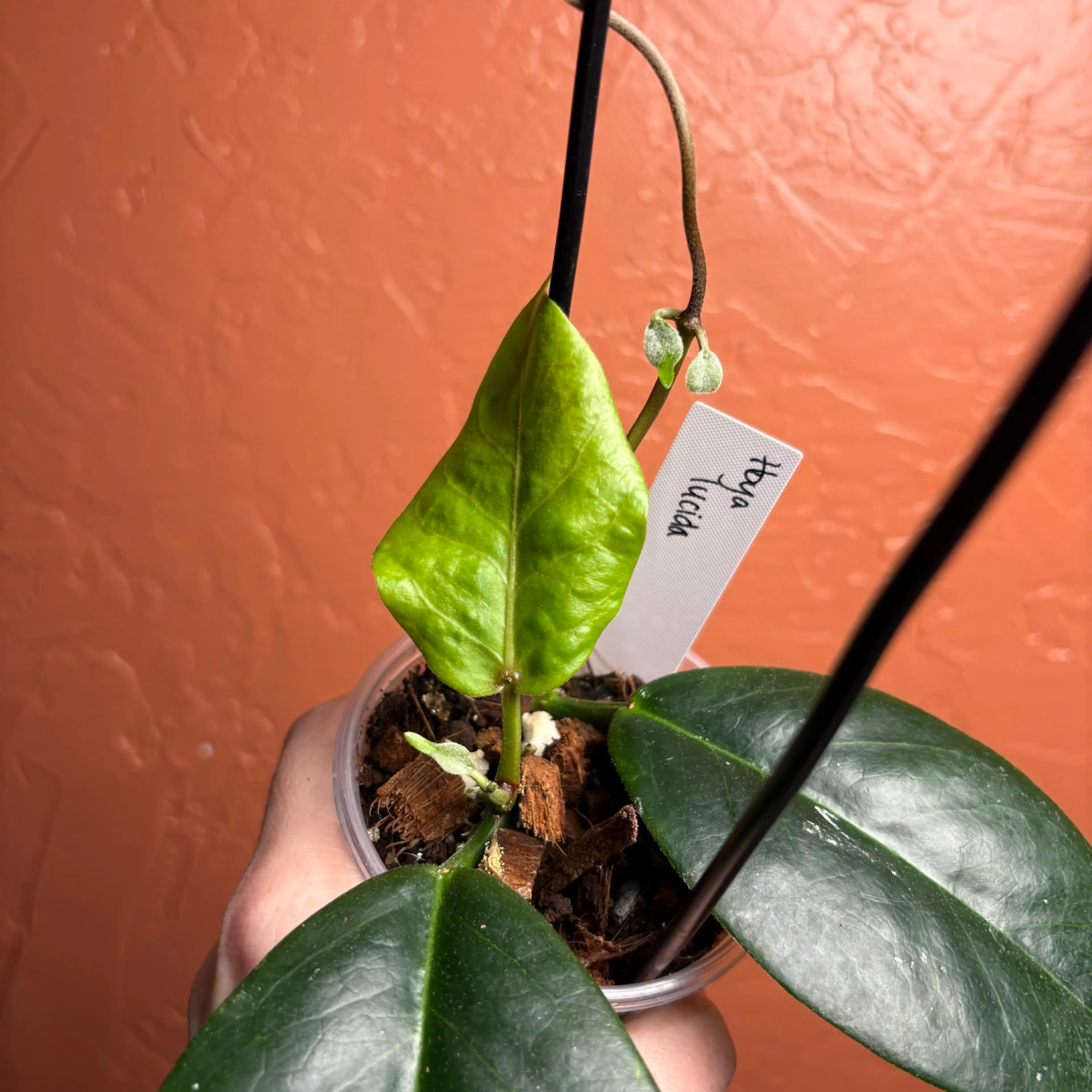 Image 3 of 3