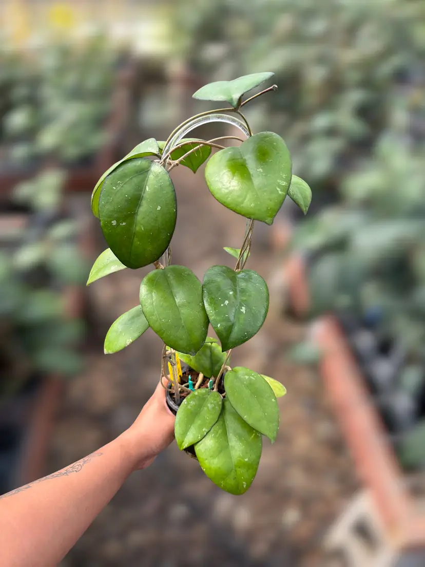 PS0133 - Hoya ‘Joy’