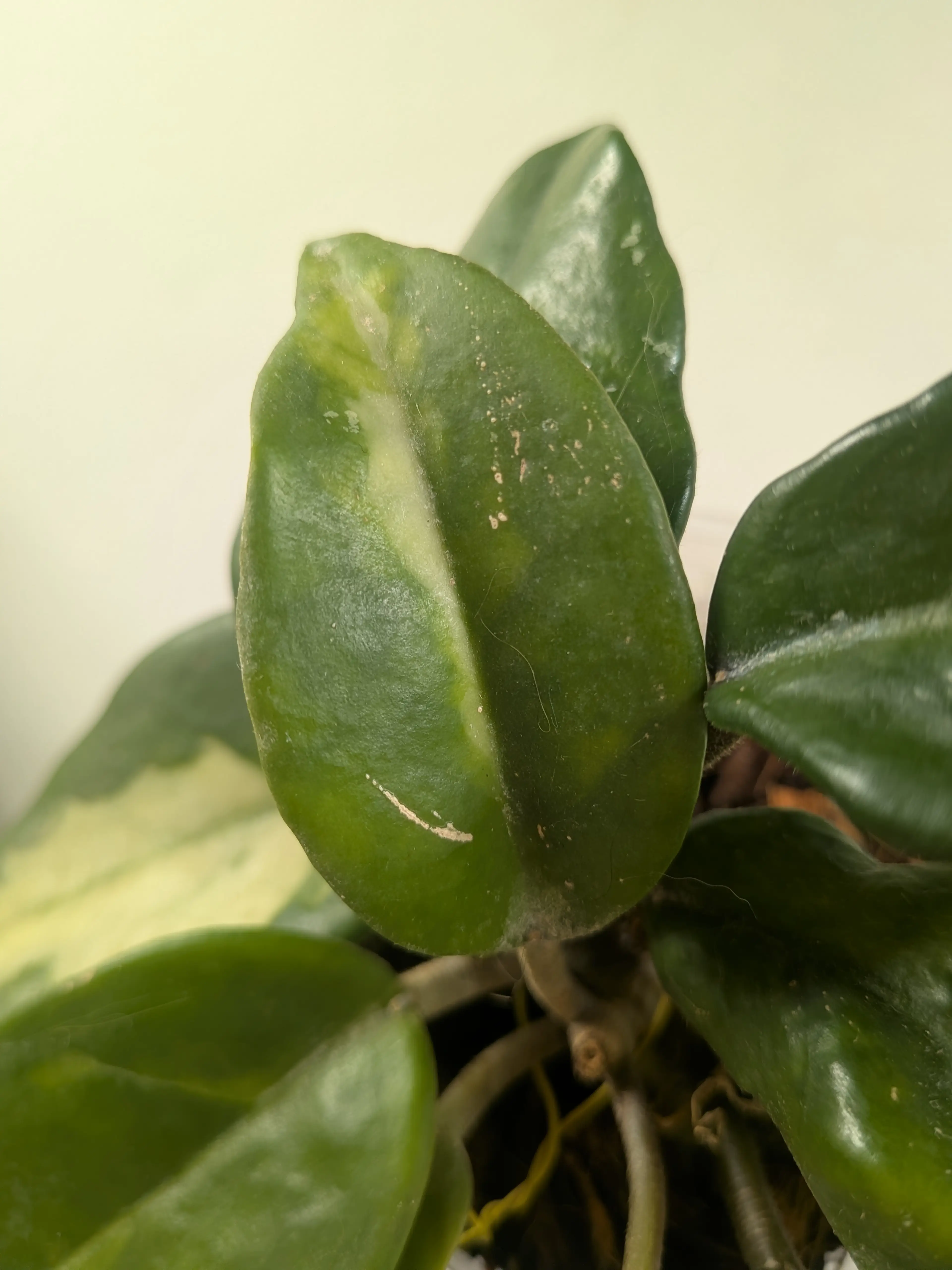 Image 4 of 5