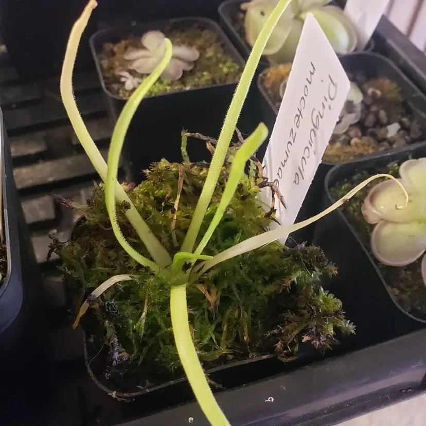 Pinguicula moctezumae for Natallie 💚