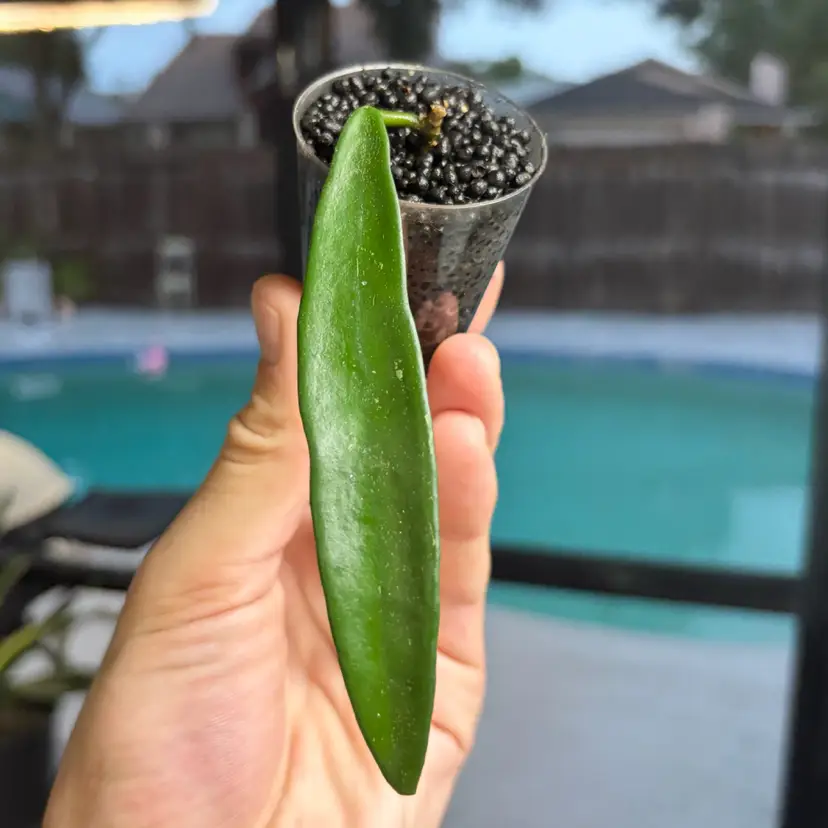 Hoya Minibelle