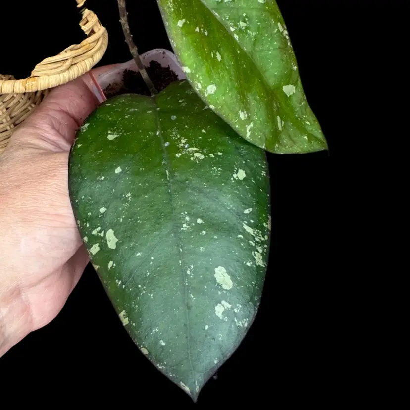 1205 Patchawalarai 077 new leaf hardening off