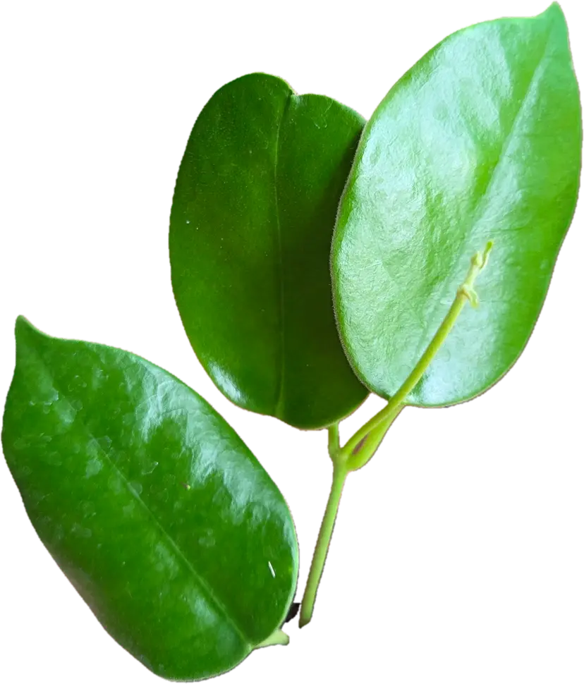 Hoya gigas