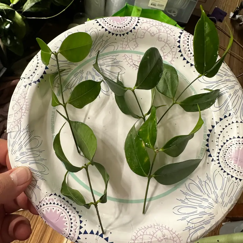 CUTTING - Hoya medusa IYKYK