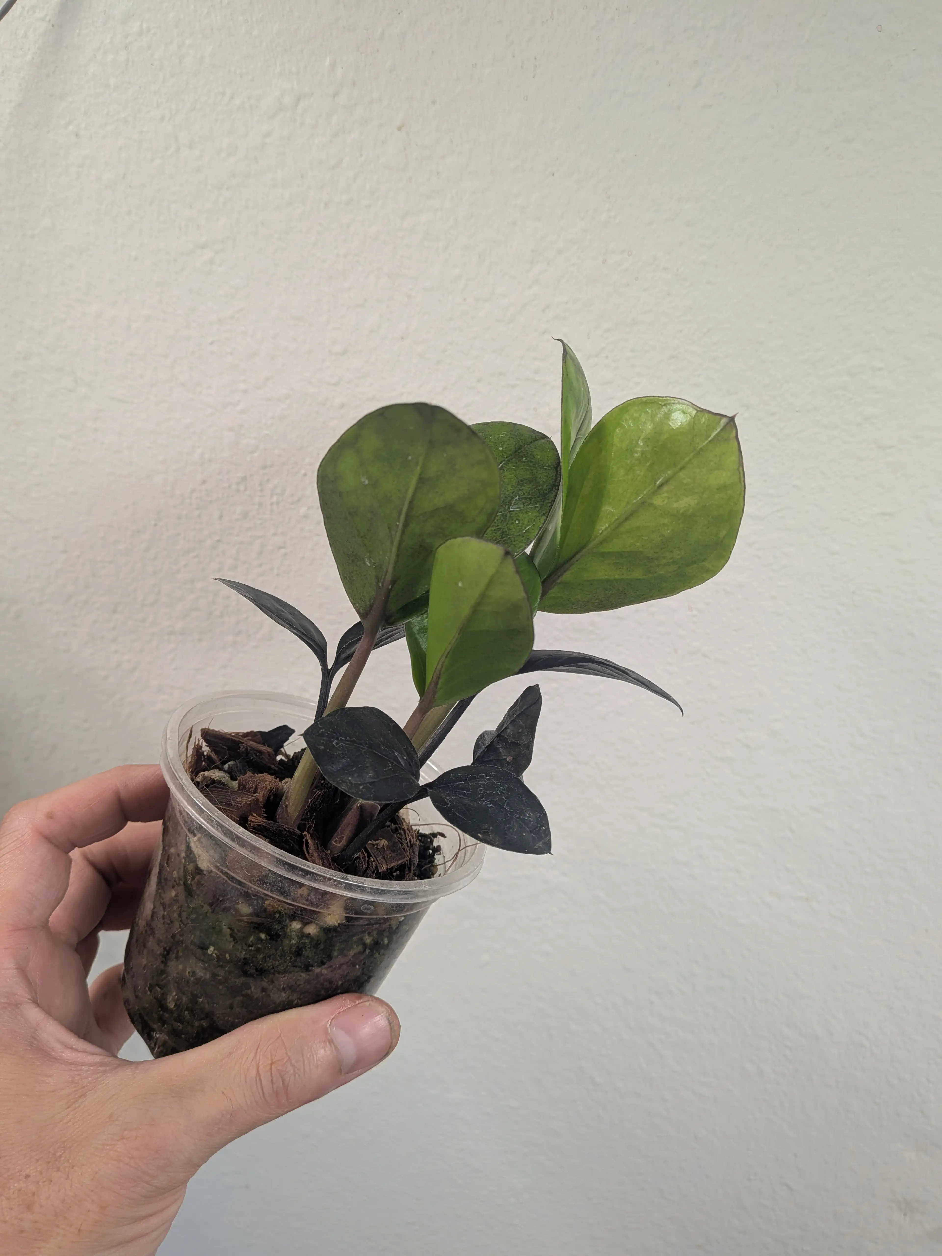 Image 4 of 7