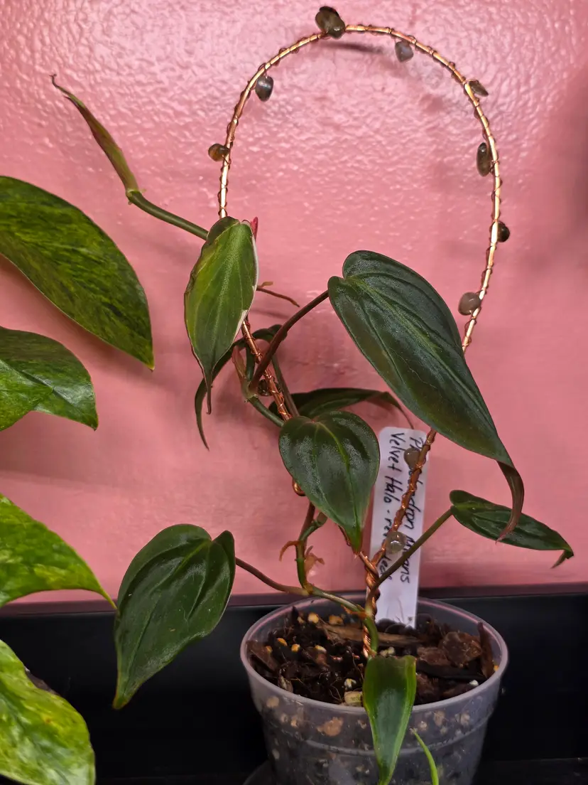 Philodendron Micans Velvet Halo
