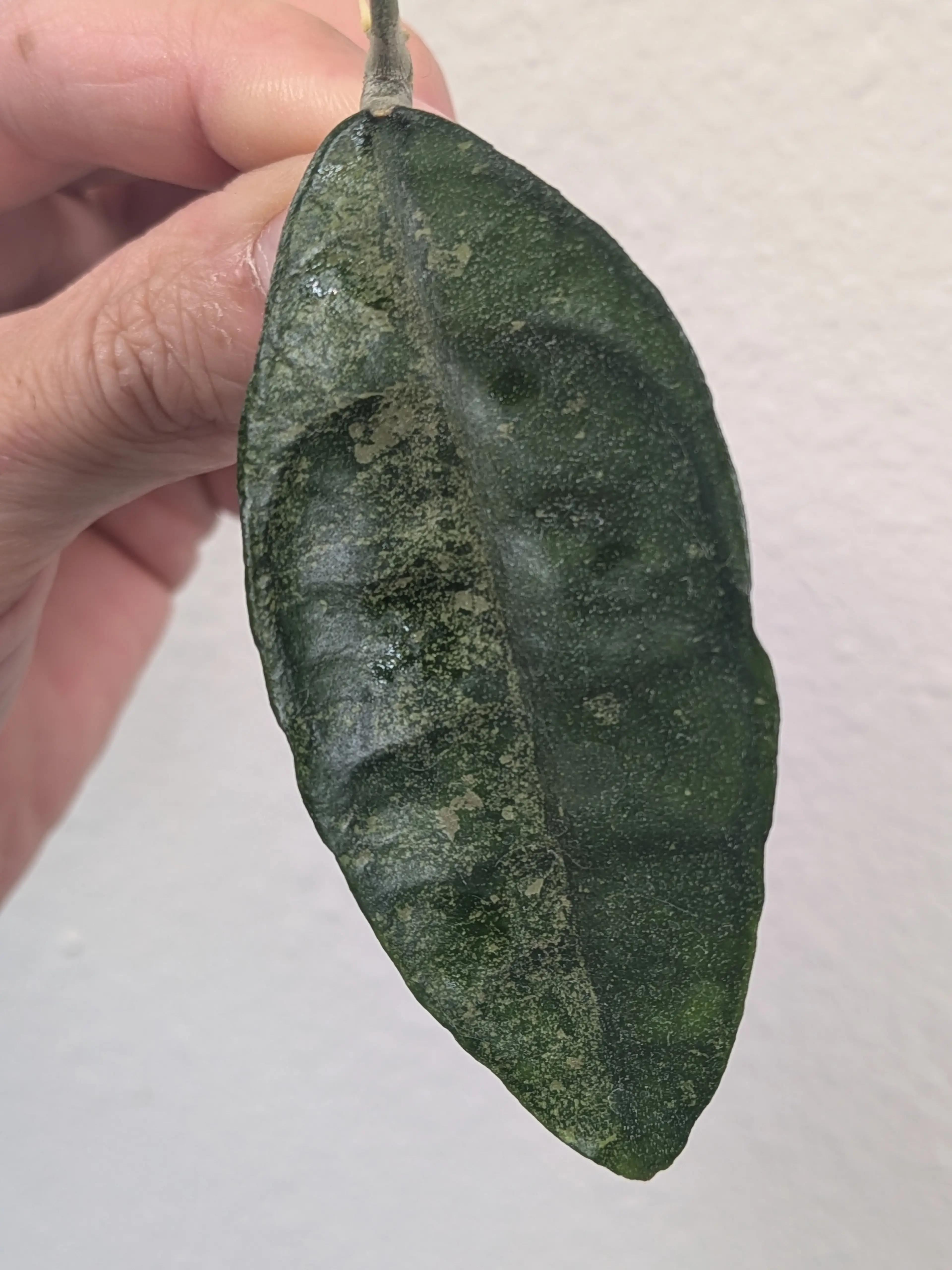 Image 2 of 2