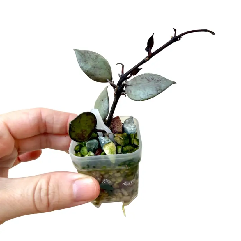Hoya Lacunosa ‘violet’