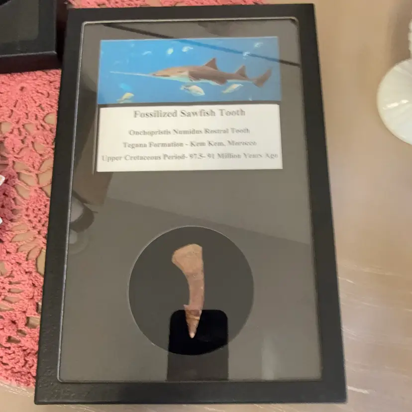 Fossilized sawfish tooth