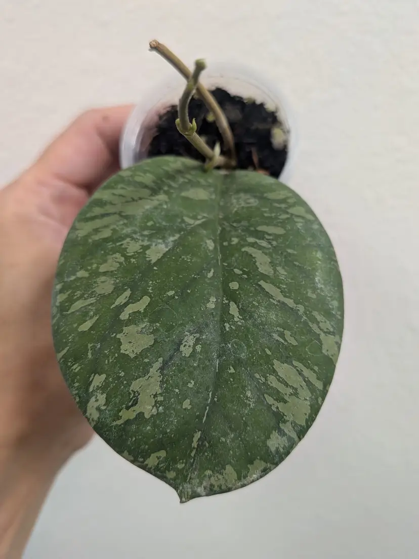 Hoya green hollow