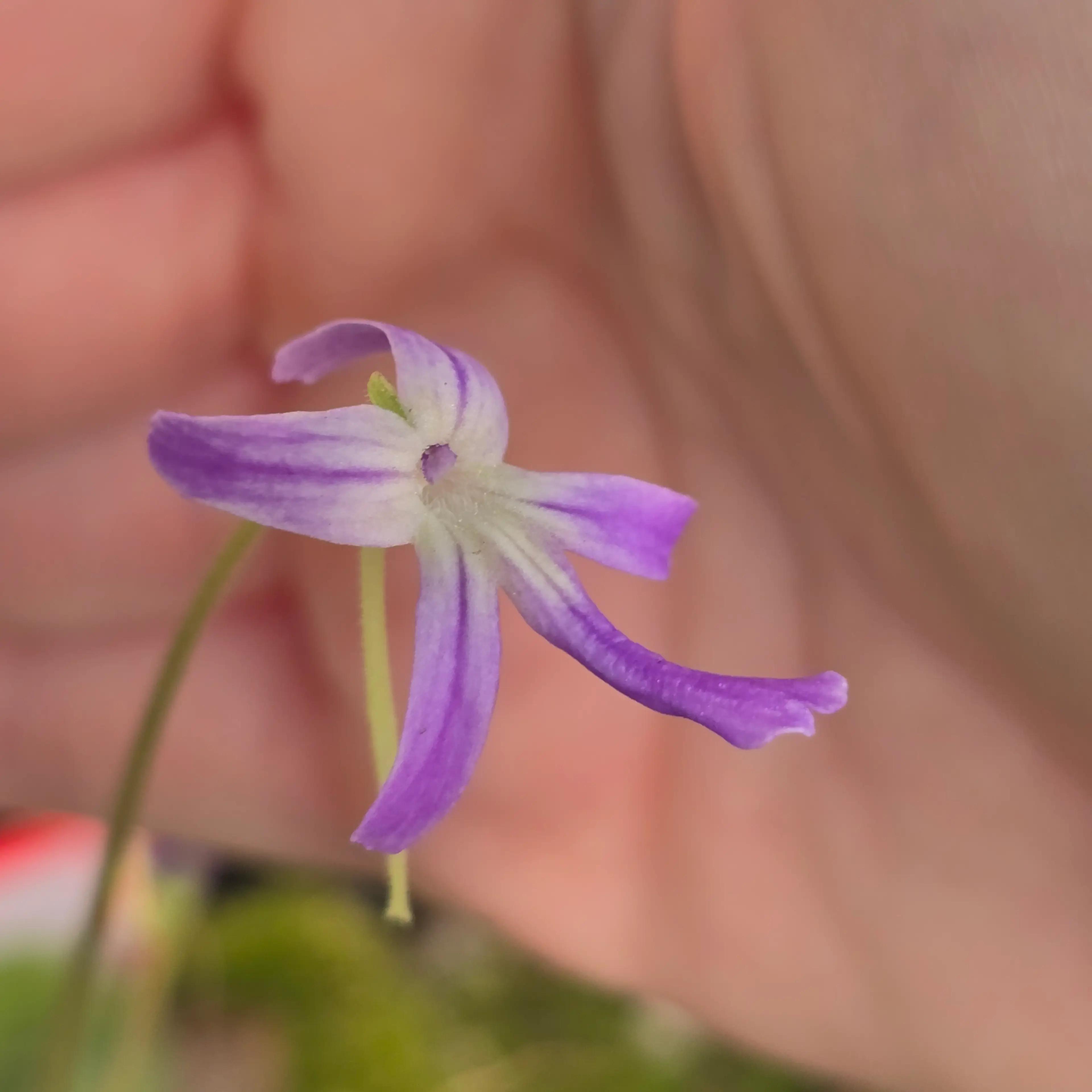 Image 4 of 6