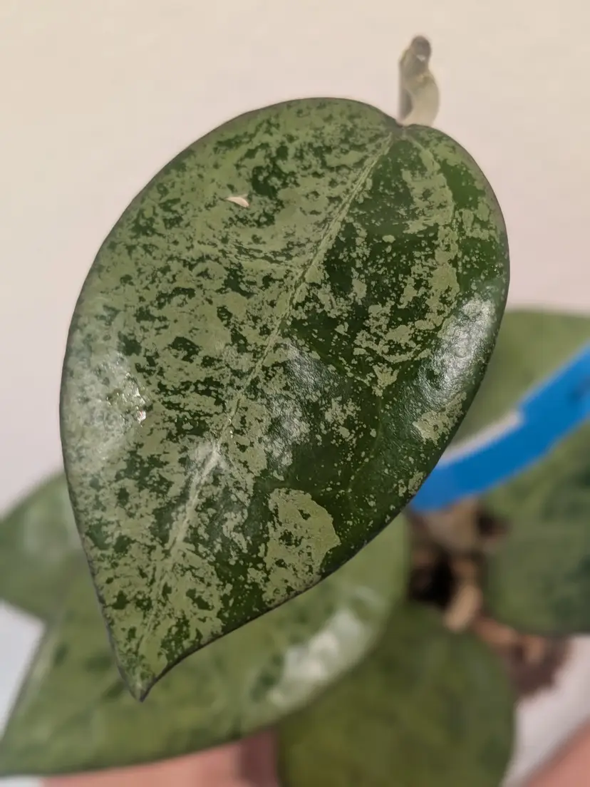 MYSTERY BUNDLE - SILVER: 3 Hoya cuttings ✂️
