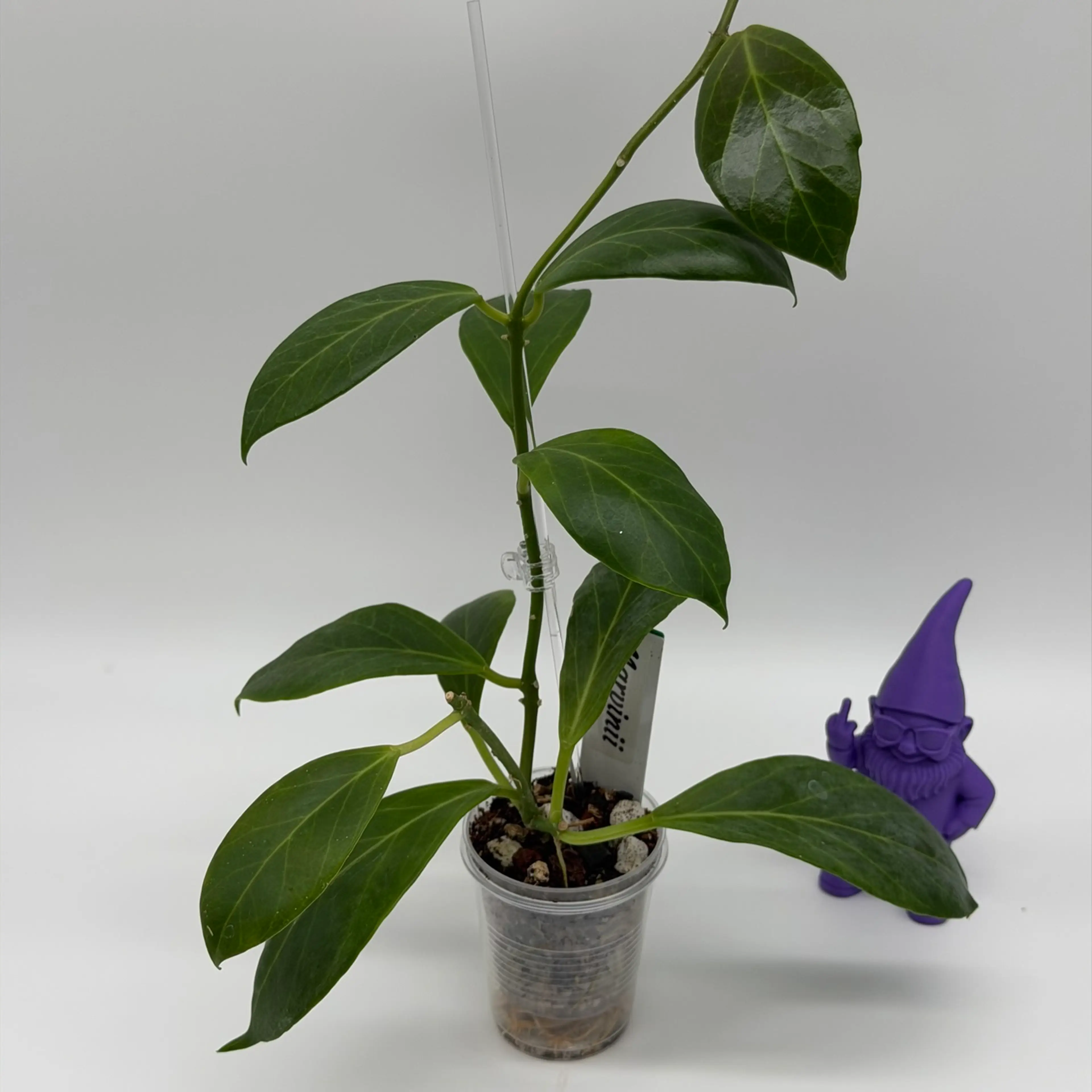 Image 2 of 2