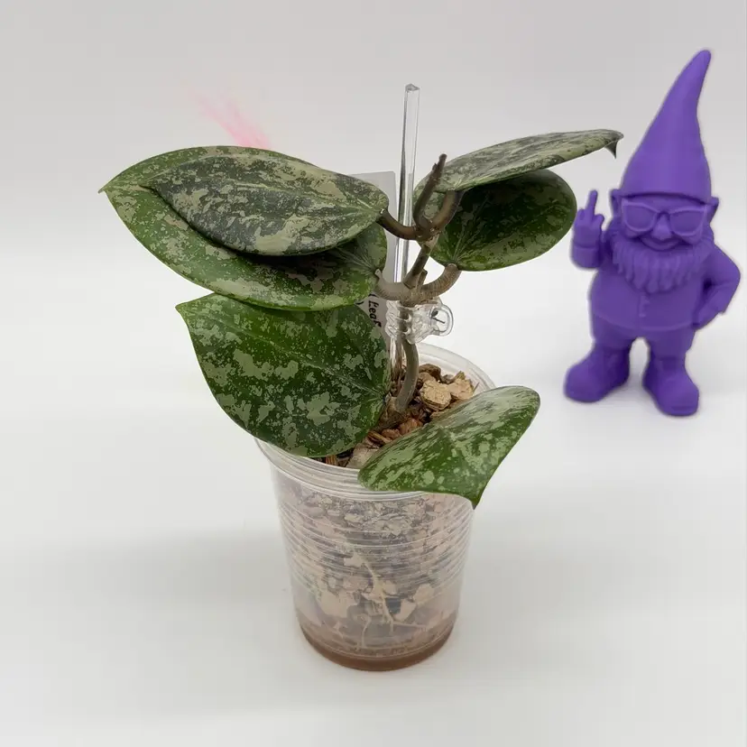 P13 'Wibergiea Round Leaf' (DMW-001-C) verticillata (fka. wibergiea) x unknown