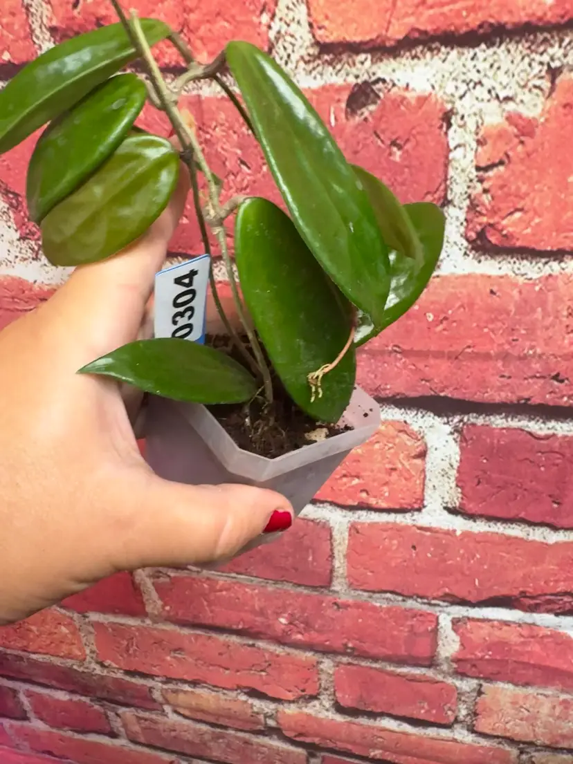 304 Hoya vangviengiensis