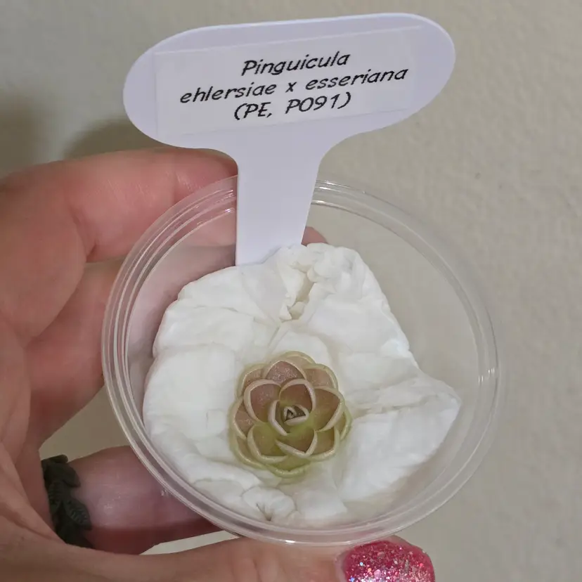 Pinguicula ehlersiae x esseriana (PE, P091)