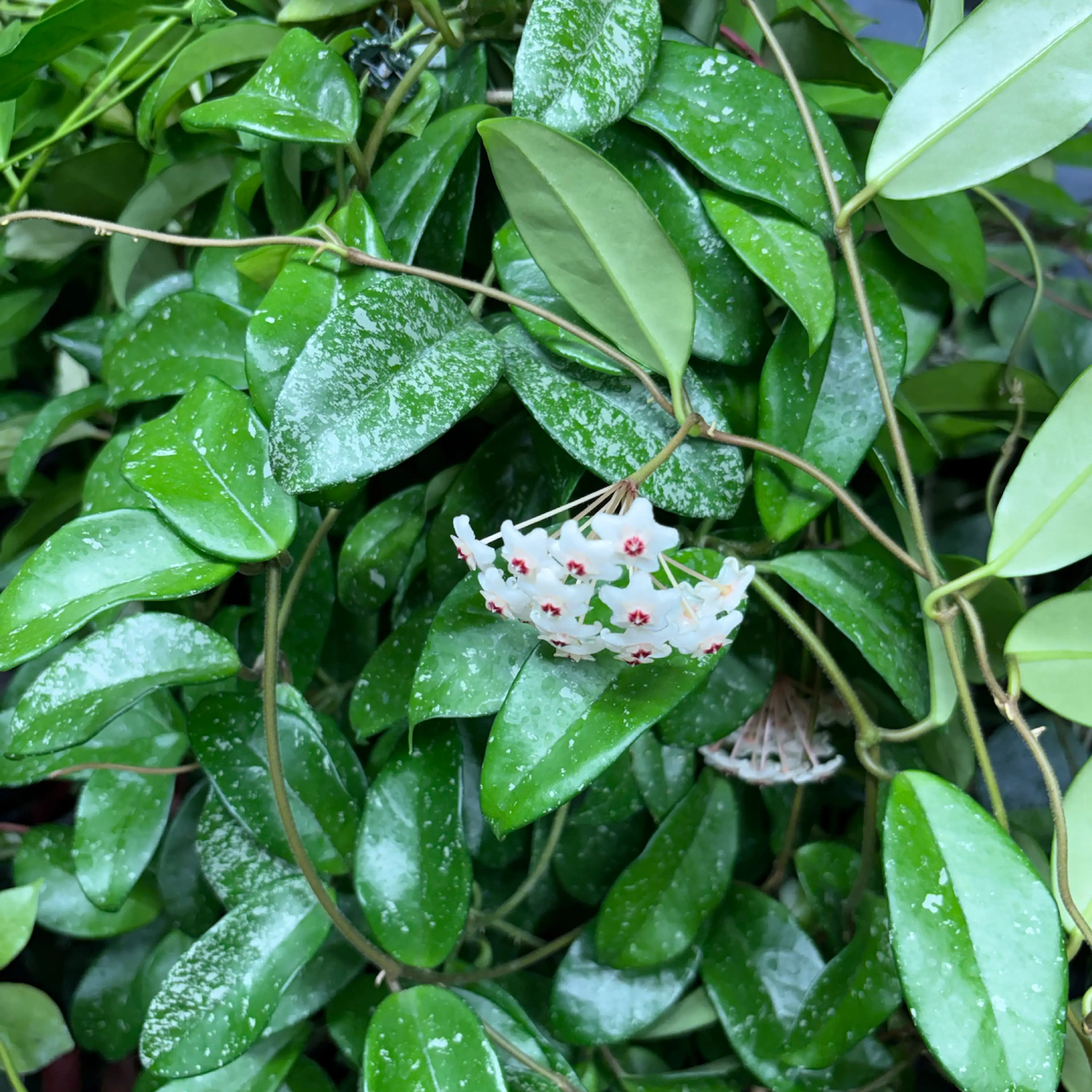 Image 5 of 6