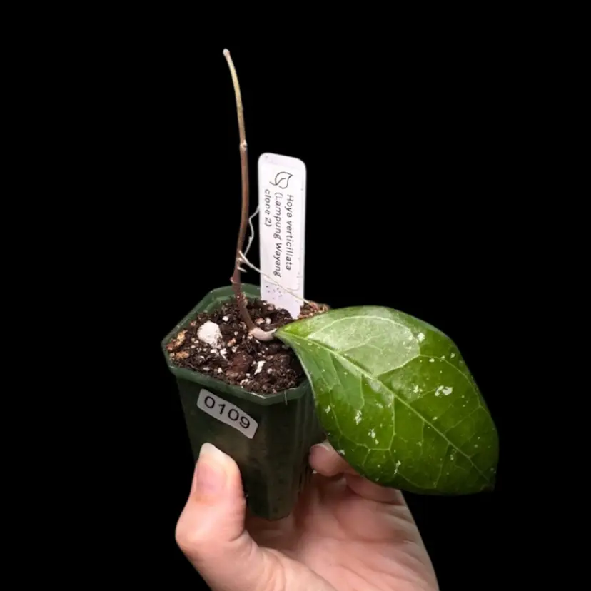 0109 Hoya verticillata (Lampung Wayang clone 2)