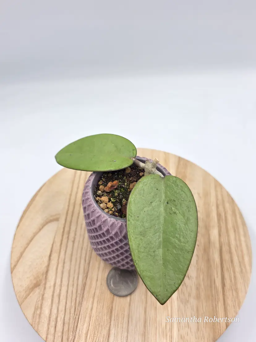 Hoya Silver Dollar