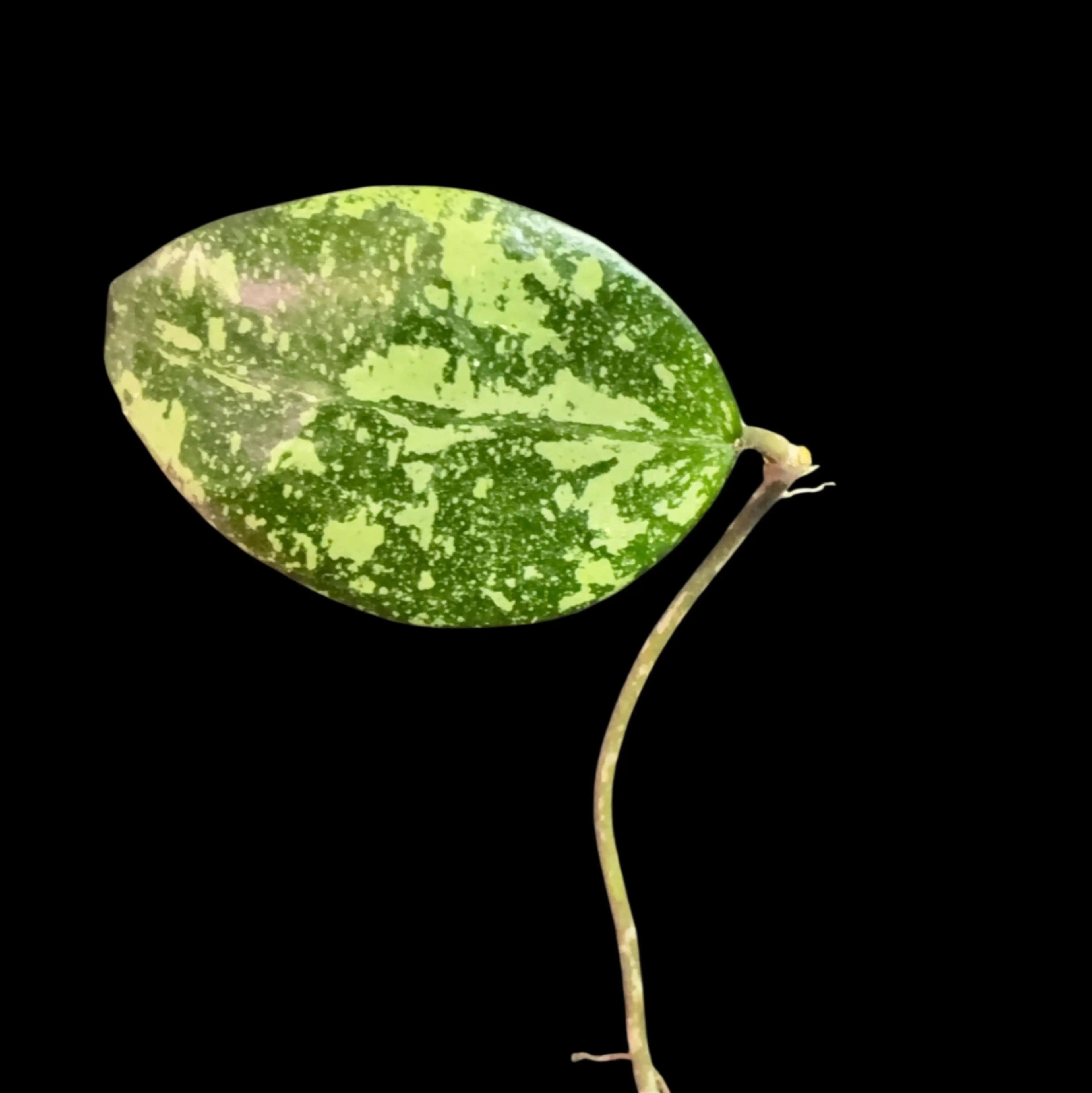 Image 2 of 2