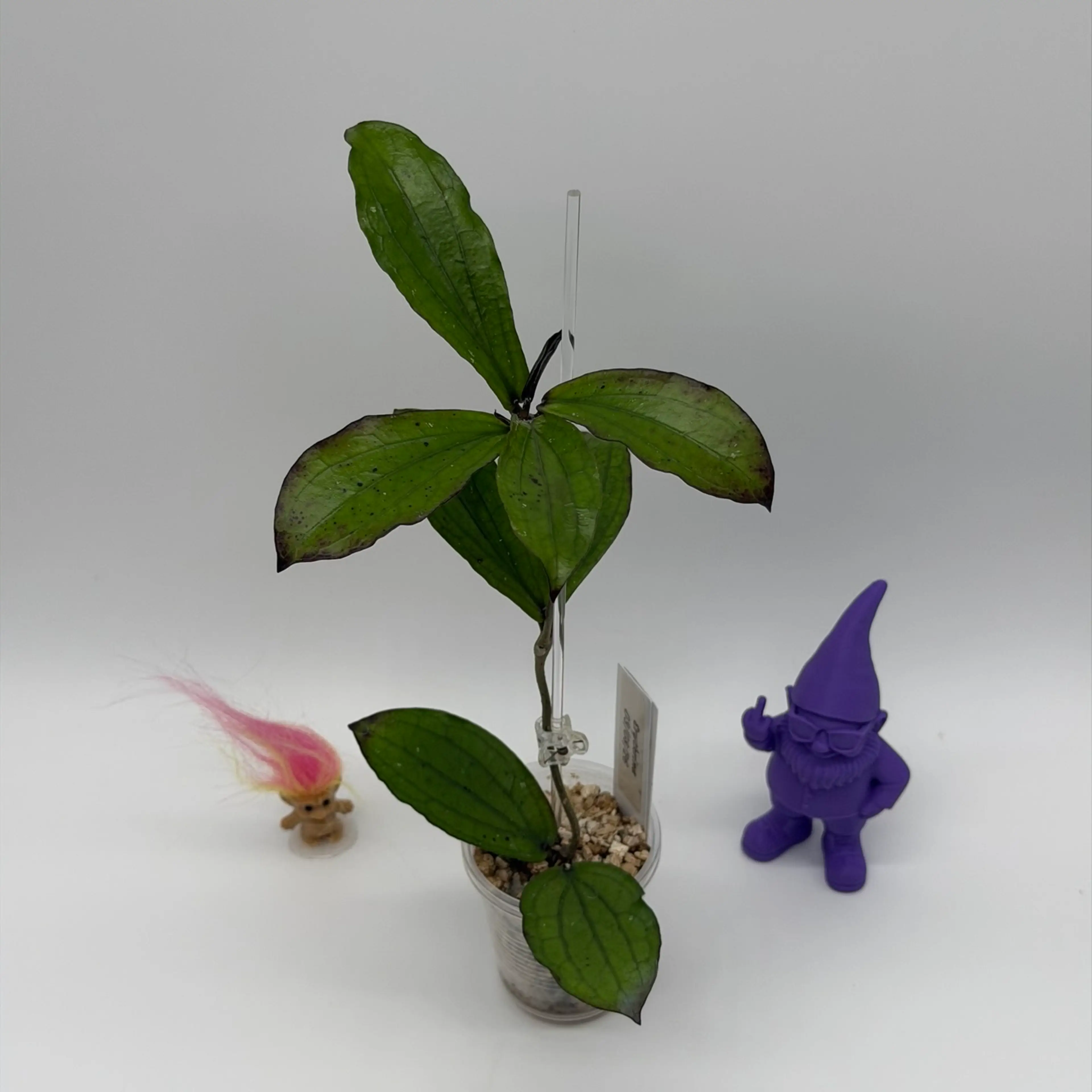 Image 2 of 3