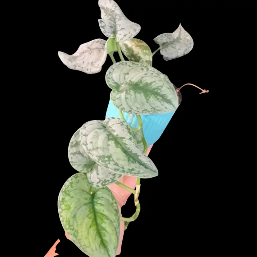 Scindapsus
