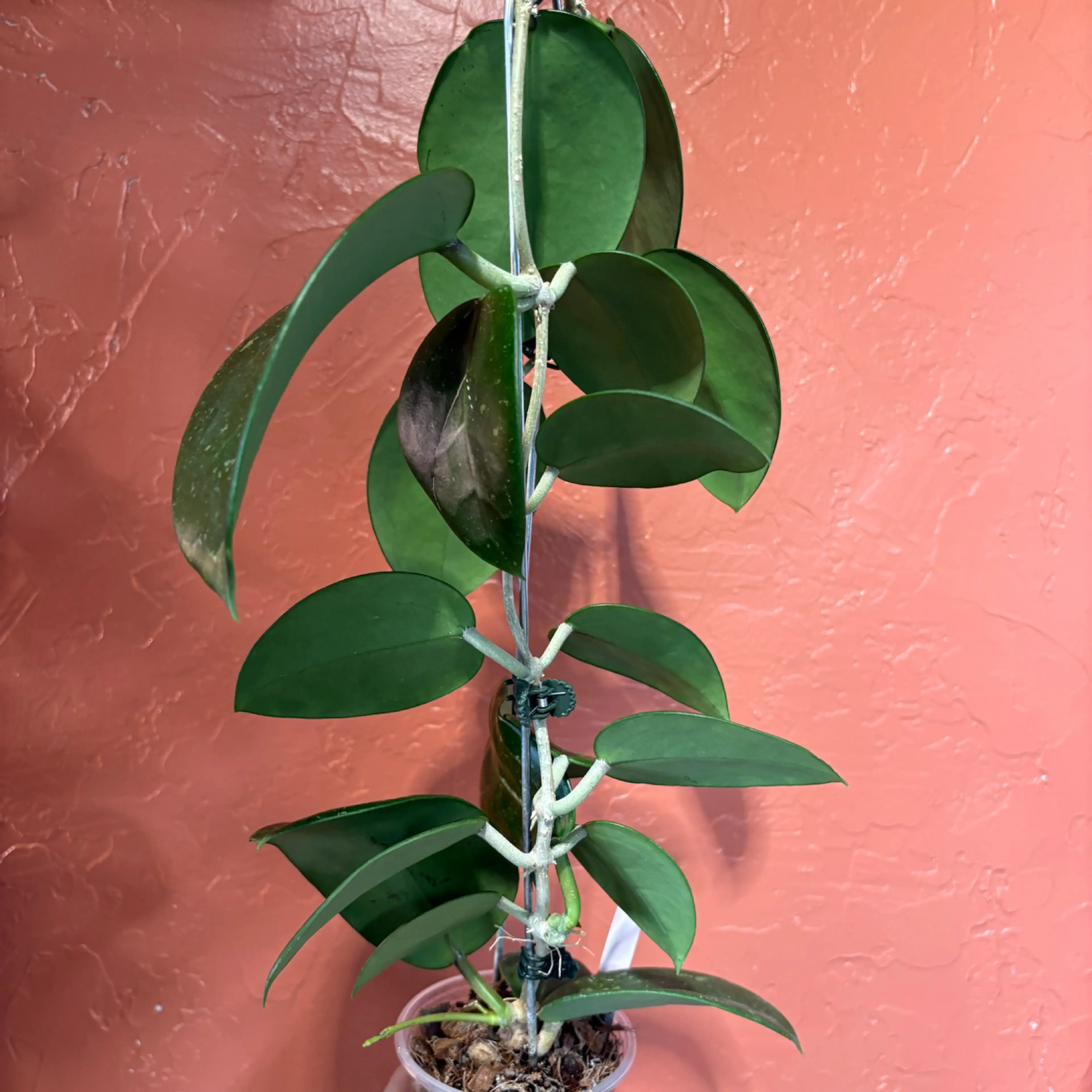 Image 4 of 4