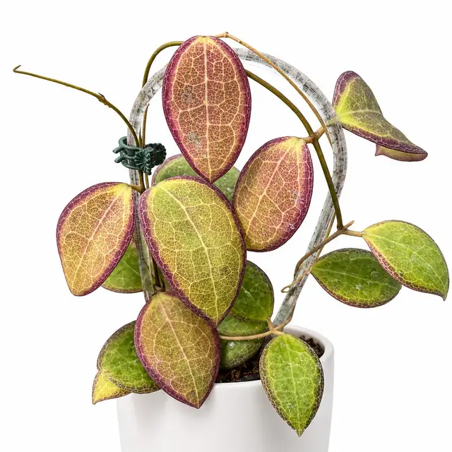 HOYA