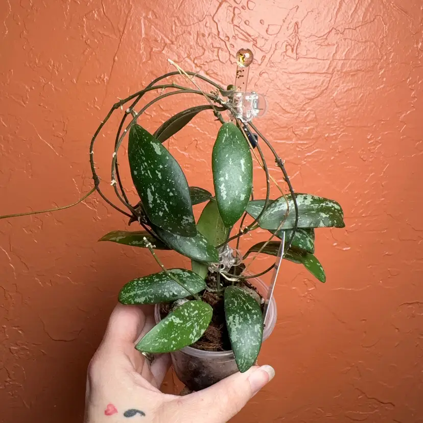 Hoya GPS7240 (splash) ('Olive Leaf')