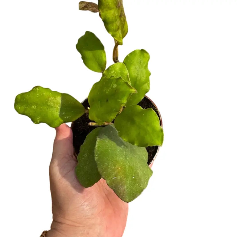 Hoya Waymaniae