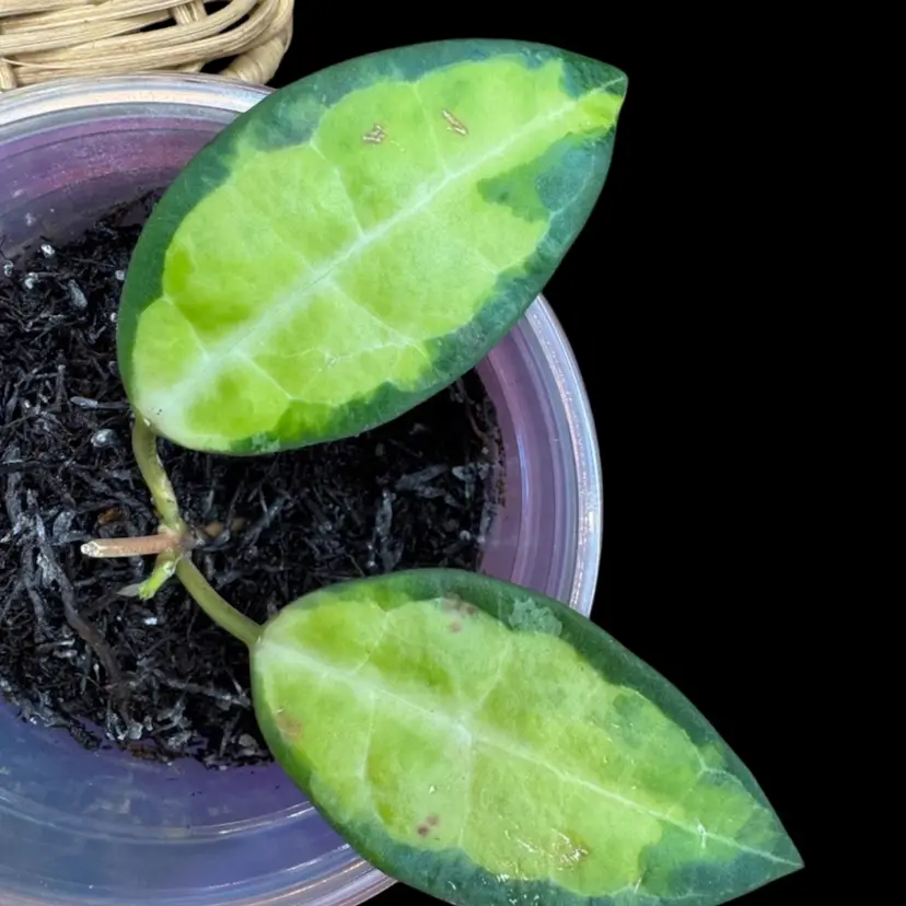 Elliptica (inner varigated)