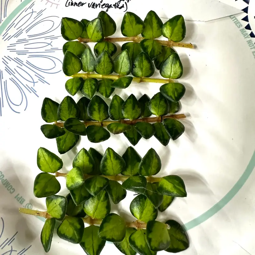 CUTTING - Hoya chinghungensis (inner variegated)